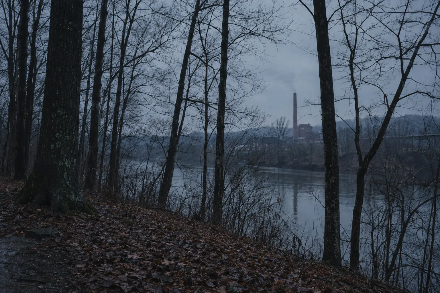 Winter woods